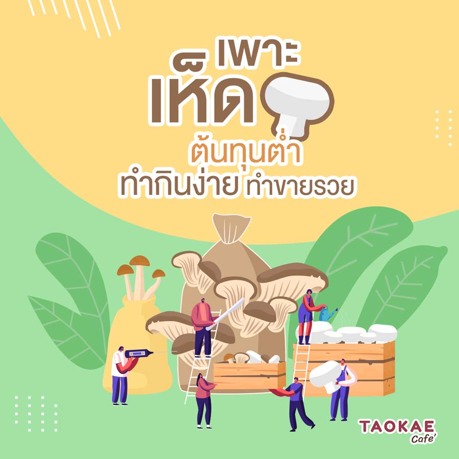 “เพาะเห็ดขาย” ต้นทุนต่ำ ทำง่าย รายได้ดี