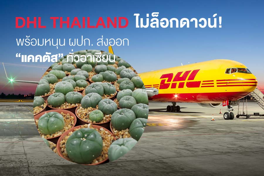 DHL THAILAND ไม่ล็อกดาวน์! พร้อมหนุน ผปก.ส่งออก ‘แคคตัส’ ทั่วอาเซียน
