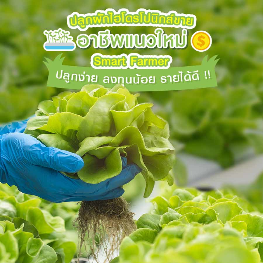 ปลูกผักไฮโดรโปนิกส์ขาย อาชีพแนวใหม่ Smart Farmer ปลูกง่าย ลงทุนน้อย รายได้ดี !!