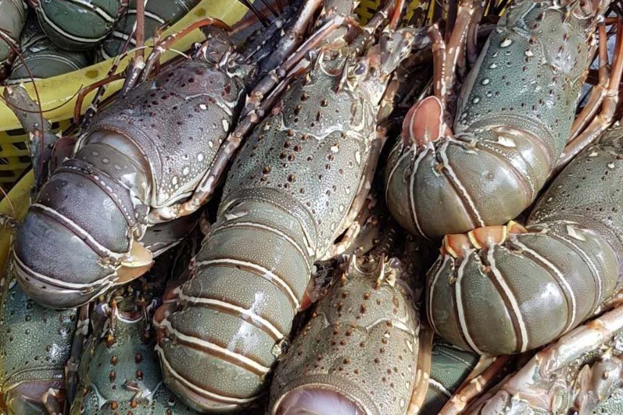 Akita Farm ตลาดกุ้งมังกร