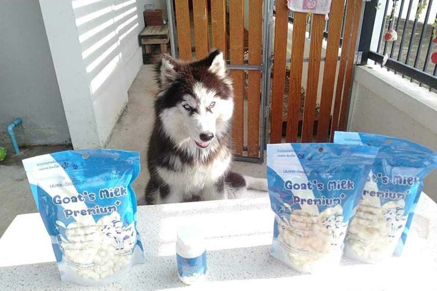 นมแพะอัดเม็ดอาหารเสริมสุนัขและแมว รับตัวแทนจำหน่ายอาหารเสริมสัตว์เลี้ยง