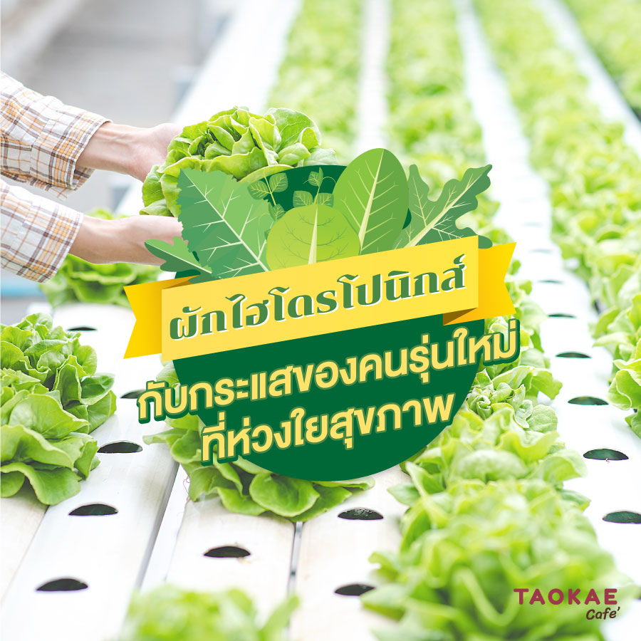 ผักไฮโดรโปนิกส์ กับกระแสของคนรุ่นใหม่ที่ห่วงใยสุขภาพ