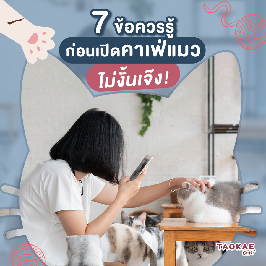 7 ข้อควรรู้ก่อนเปิดคาเฟ่แมว ไม่งั้นเจ๊ง!