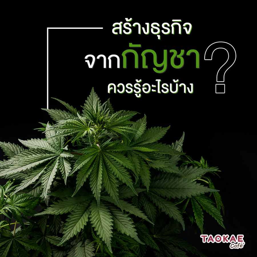 สร้างธุรกิจจากกัญชา ควรรู้อะไรบ้าง ?