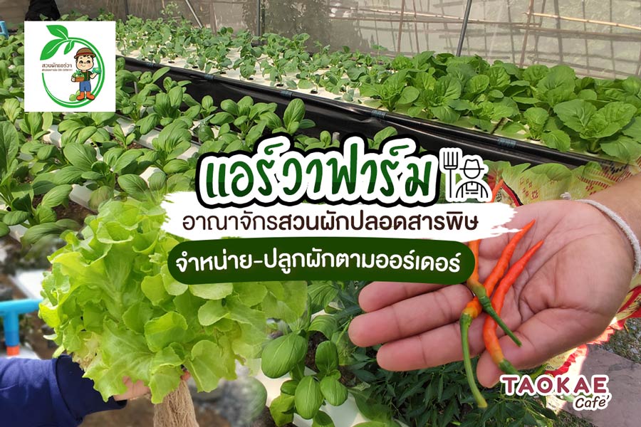 สลัด “แอร์วาฟาร์ม” อาณาจักรสวนผักปลอดสารพิษ จำหน่าย-ปลูกผักตามออร์เดอร์